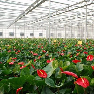 Hydroponische groentenverbouwing Venlo glazen kas met dubbele laag en type dak
