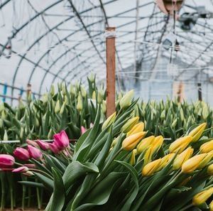 Multi-Span Juxiang Hydroponisch Systeem Vochtigheidskas voor bloemen Teruggave van restituties
