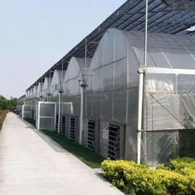 Multi-Span Juxiang Hydroponisch Systeem Vochtigheidskas voor bloemen Teruggave van restituties