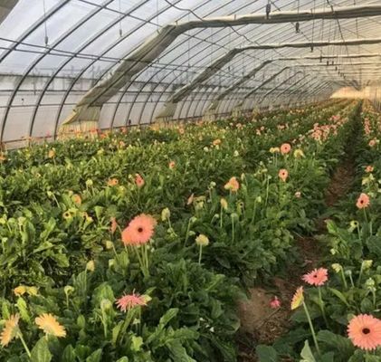 Multi-Span Juxiang Hydroponisch Systeem Vochtigheidskas voor bloemen Teruggave van restituties