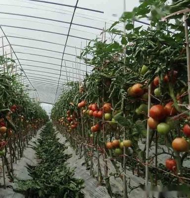 Multi-Span Juxiang Hydroponisch Systeem Vochtigheidskas voor bloemen Teruggave van restituties