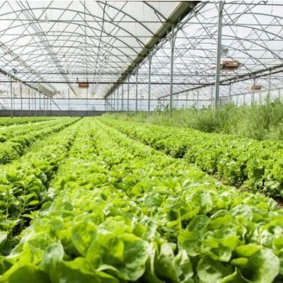 Multi-Span Juxiang Hydroponisch Systeem Vochtigheidskas voor bloemen Teruggave van restituties