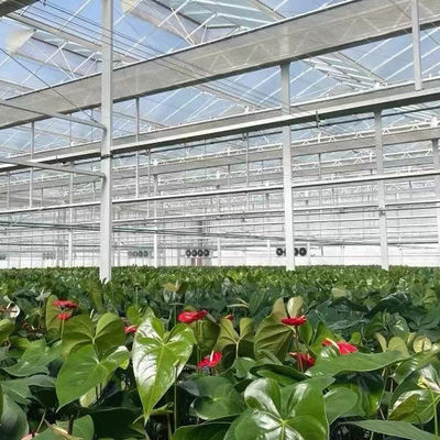 Warmwaterverwarming Meervoudig zaadplaatsglaskas voor hydroponische stromalcontrole
