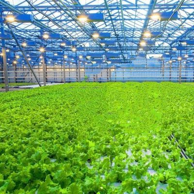 Venlo Hollow Double Layer Tempered Glass Greenhouse voor Hydroponics Growing System