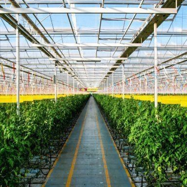 Venlo Hollow Double Layer Tempered Glass Greenhouse voor Hydroponics Growing System