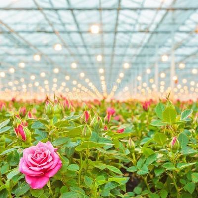 Venlo Hollow Double Layer Tempered Glass Greenhouse voor Hydroponics Growing System