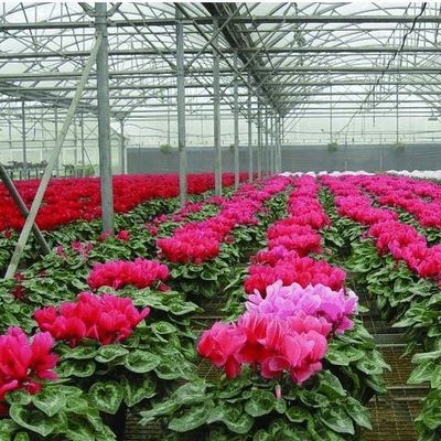 US Single-Arch Hydroponics Greenhouse voor peperproductie Pakket Bruto gewicht 2000.000kg