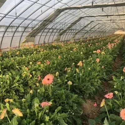 US Single-Arch Hydroponics Greenhouse voor peperproductie Pakket Bruto gewicht 2000.000kg