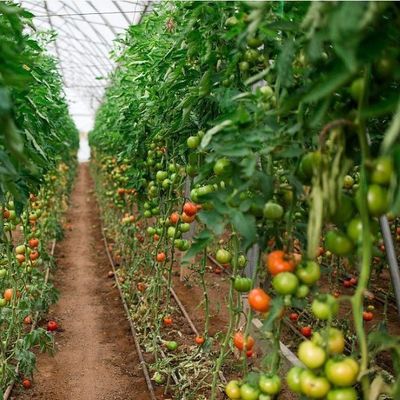 US Single-Arch Hydroponics Greenhouse voor peperproductie Pakket Bruto gewicht 2000.000kg