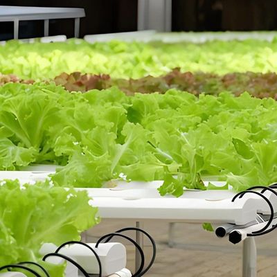 Groenhuis met een dak met een geharmoniseerde luchtvochtigheid voor hydroponische zaailingen