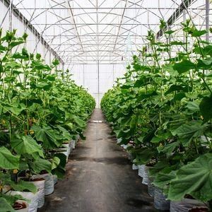 2000.000kg Pakket Bruto Gewicht Drip-Anti-Fogging Film Serre voor groentehouderij