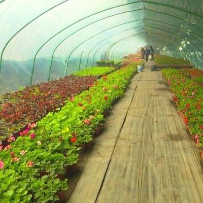 1209cm * 235cm * 239cm Pakketgrootte Kas voor tomaten en komkommers Landbouw Volledige betaling