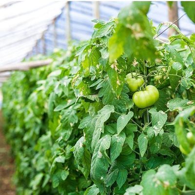 1209cm * 235cm * 239cm Pakketgrootte Kas voor tomaten en komkommers Landbouw Volledige betaling