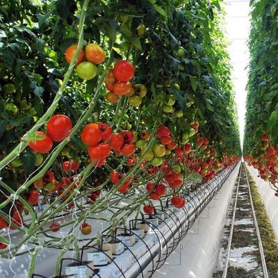 1209cm * 235cm * 239cm Pakketgrootte Kas voor tomaten en komkommers Landbouw Volledige betaling