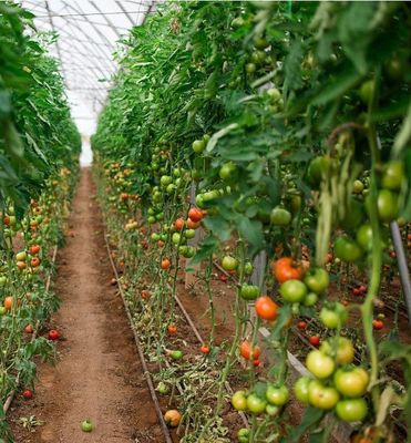 Aanvankelijke betaling Grote peper en bloemen Hydroponic met film kas Volledige betaling