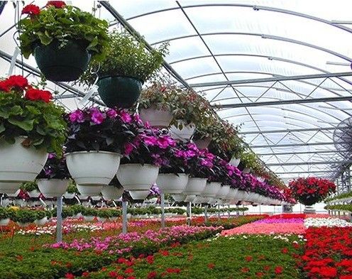 Groenhuis voor de hydroponische verbouwing van tomaten met een enkele pan met meerdere openingen voor de markt van de aquacultuur