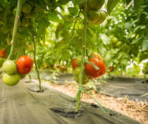 Groenhuis voor de hydroponische verbouwing van tomaten met een enkele pan met meerdere openingen voor de markt van de aquacultuur