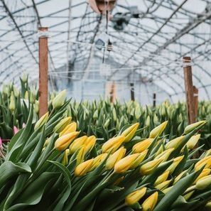 Groenhuis met een enkele boog voor bloemenverbouwing