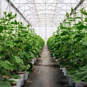 Groenhuis met een enkele boog voor bloemenverbouwing