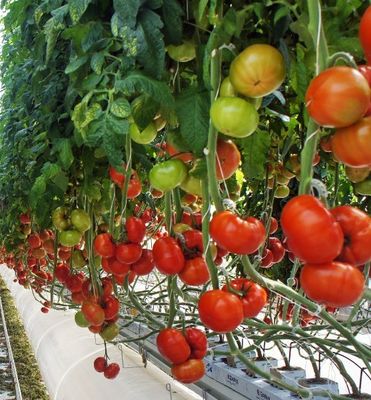 Aanpasbaar dubbelfilmhydroponisch systeem voor peperproductie Multi-Span Design