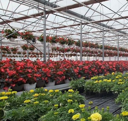 Aanpasbaar dubbelfilmhydroponisch systeem voor peperproductie Multi-Span Design