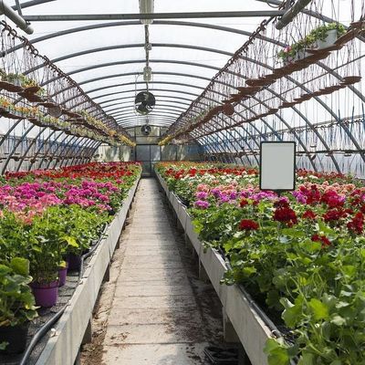 Aanpasbaar dubbelfilmhydroponisch systeem voor peperproductie Multi-Span Design
