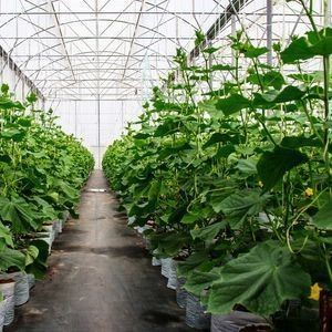 Double-Arch Pepper and Flower Hydroponic Greenhouse met Multi-Span dakvorm