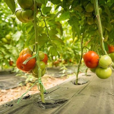 1209.00cm * 235.00cm * 239.00cm Filmbedekking Kas voor de teelt van tomaten en komkommers