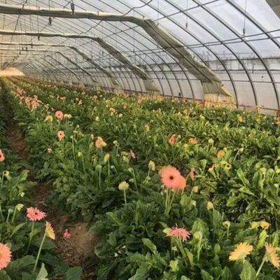 1209.00cm * 235.00cm * 239.00cm Filmbedekking Kas voor de teelt van tomaten en komkommers