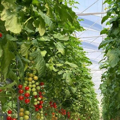 Venlo Multi Span Glass Greenhouse met verzendkosten en geschatte levertijd