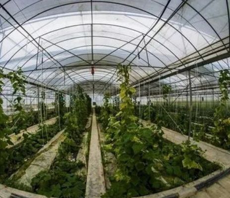 2000.000kg Pakket Bruto Gewicht Eénpan Hydroponisch Systeem voor Doppelboogkassen
