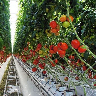2000.000kg Pakket Bruto Gewicht Eénpan Hydroponisch Systeem voor Doppelboogkassen