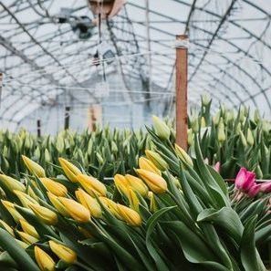 2000.000kg Pakket Bruto Gewicht Eénpan Hydroponisch Systeem voor Doppelboogkassen
