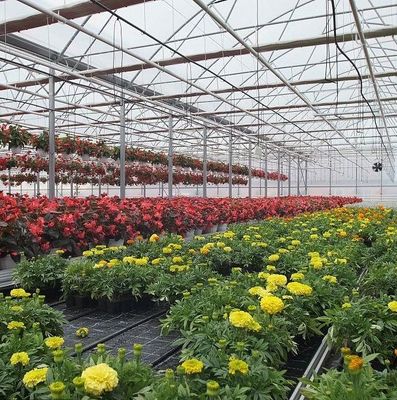 Tijdelijke verwarmingsfilm kas Groenten- en bloemenhydroponisch systeem voor het planten