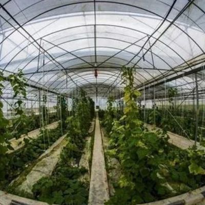 Tijdelijke verwarmingsfilm kas Groenten- en bloemenhydroponisch systeem voor het planten