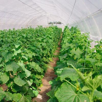 Hydroponisch systeem tegen druppelneveling geschikt voor het overwinteren van pluimvee en vee