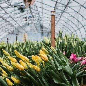 Hydroponisch systeem tegen druppelneveling geschikt voor het overwinteren van pluimvee en vee