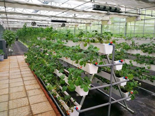 Temperatuurgecontroleerde plantfaciliteit door Juxiang en betaalbare plantoplossing