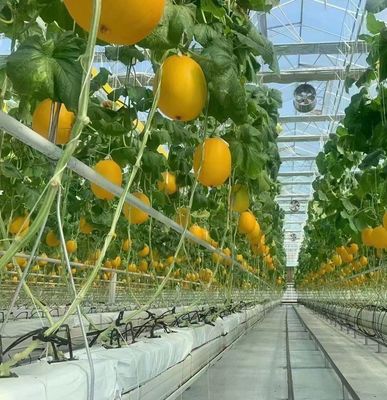 Hydroponics Cultivatie methode PC Plaat Tuin Bloem Zonlicht Kas voor Canada gebied