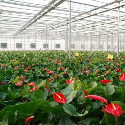 Hydroponics Cultivatie methode PC Plaat Tuin Bloem Zonlicht Kas voor Canada gebied