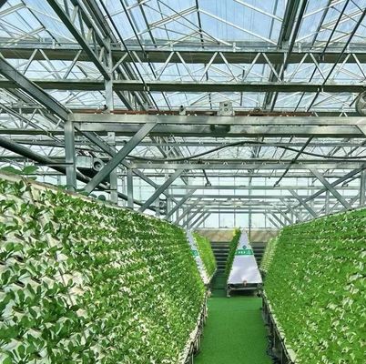 Doppellaagserie voor tomatenkwekerij 20GP Pakket Grootte 12,09cm * 2,35cm * 2,39cm