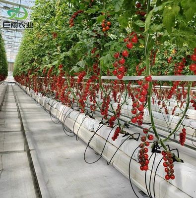 Doppellaagserie voor tomatenkwekerij 20GP Pakket Grootte 12,09cm * 2,35cm * 2,39cm