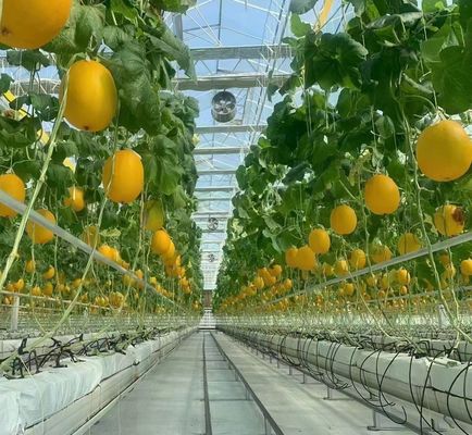 Doppellaagserie voor tomatenkwekerij 20GP Pakket Grootte 12,09cm * 2,35cm * 2,39cm