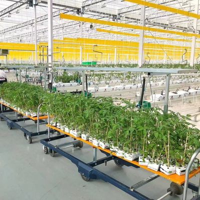 JX-H0062 Aanpasbare grootte Hydroponische komkommerhouderij Kas voor de teelt van komkommers