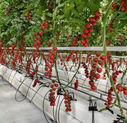 JX-H0062 Aanpasbare grootte Hydroponische komkommerhouderij Kas voor de teelt van komkommers