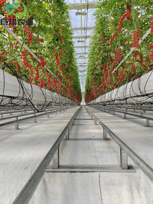 Aanpasbare grootte en Juxiang prime s anti-druppel nevelstructuur voor zaailingen Perfect