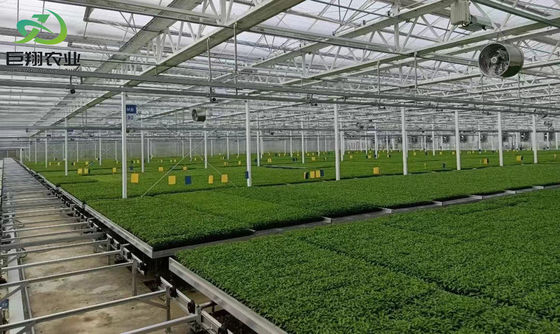 Wet Curtain Hydroponic Seedling Greenhouse met aanpassings- en pakketgrootteopties