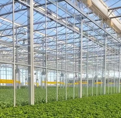 Hydroponics Stromale luchtvochtigheidscontrole kas met gebogen dak en multi-span ontwerp