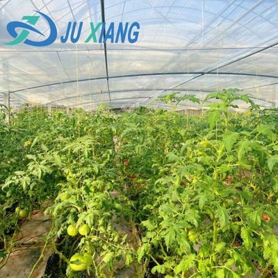 Hydroponics Stromale luchtvochtigheidscontrole kas met gebogen dak en multi-span ontwerp