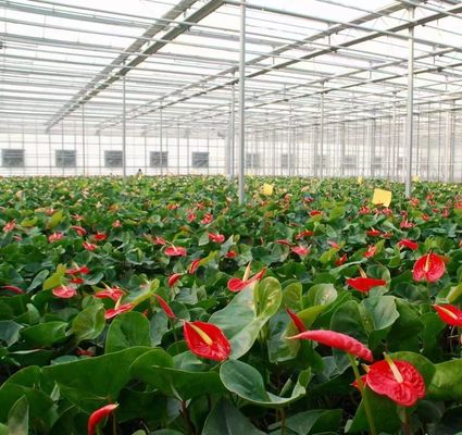 Gebouw van gebogen dak Double-Arch kas voor tomaten en peper in Amerikaanse valuta